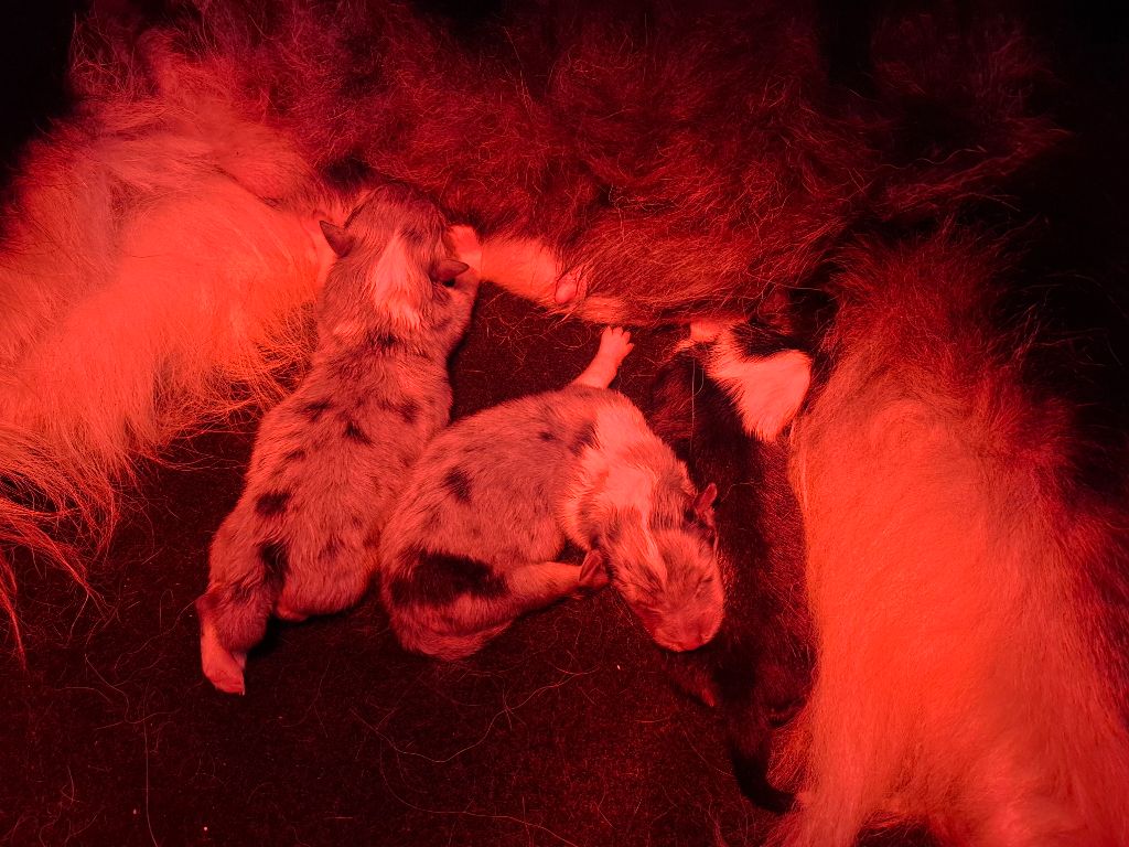 Des Legendes D'Alsace - Chiot