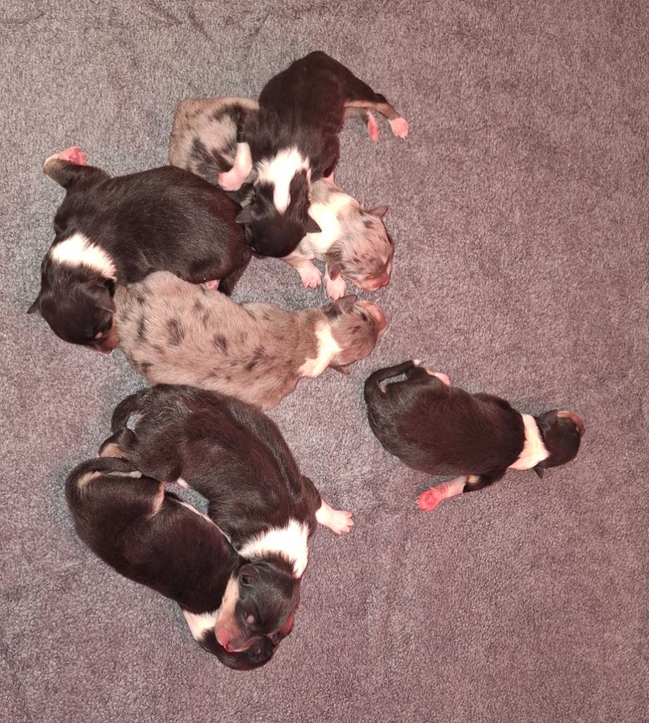 Des Legendes D'Alsace - Chiots disponibles - Colley à poil long