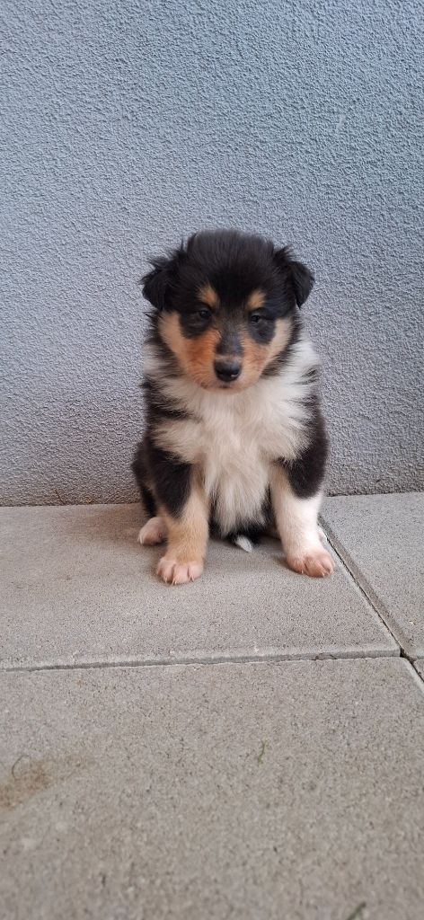 Des Legendes D'Alsace - Chiots disponibles - Colley à poil long