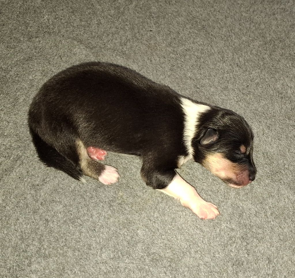 Des Legendes D'Alsace - Chiots disponibles - Colley à poil long