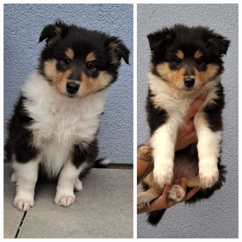 Des Legendes D'Alsace - Chiots disponibles - Colley à poil long
