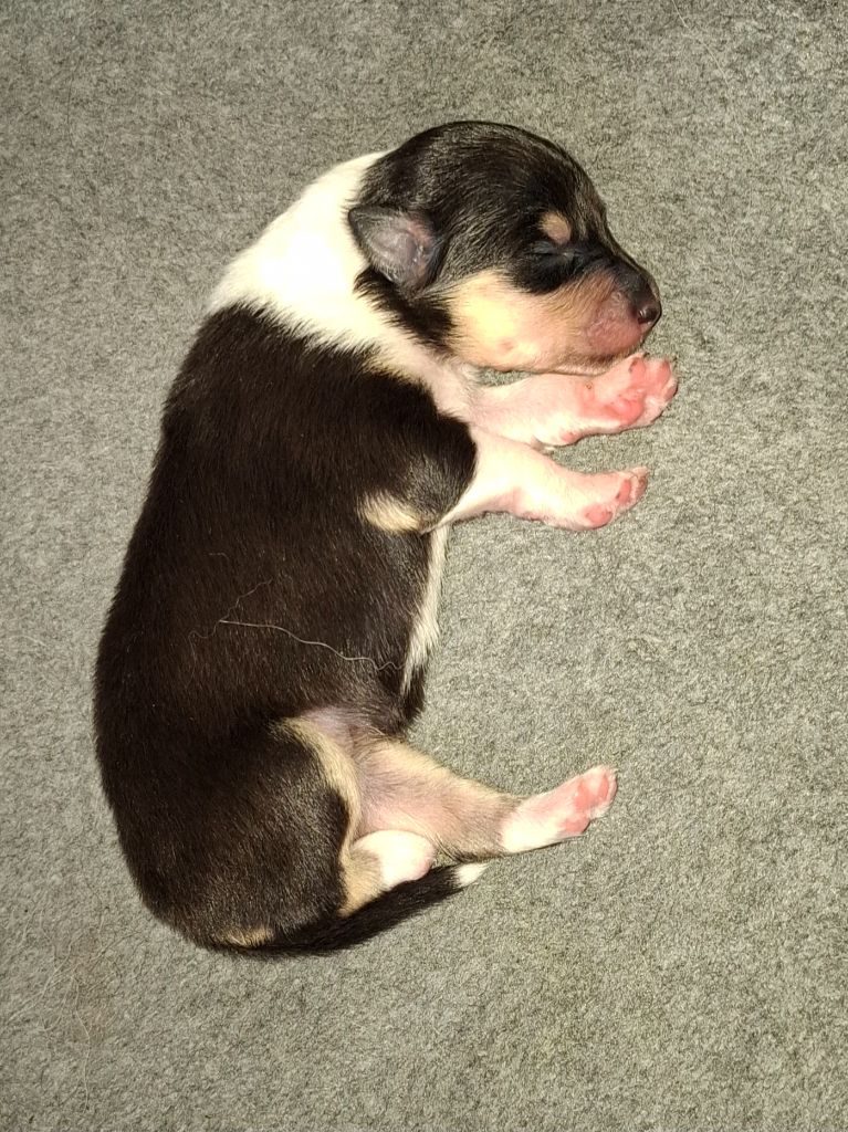Des Legendes D'Alsace - Chiots disponibles - Colley à poil long