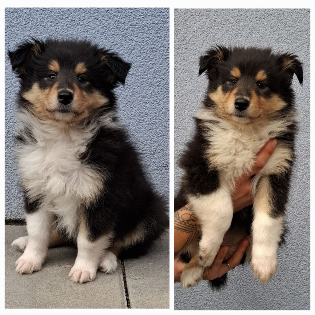 Des Legendes D'Alsace - Chiots disponibles - Colley à poil long