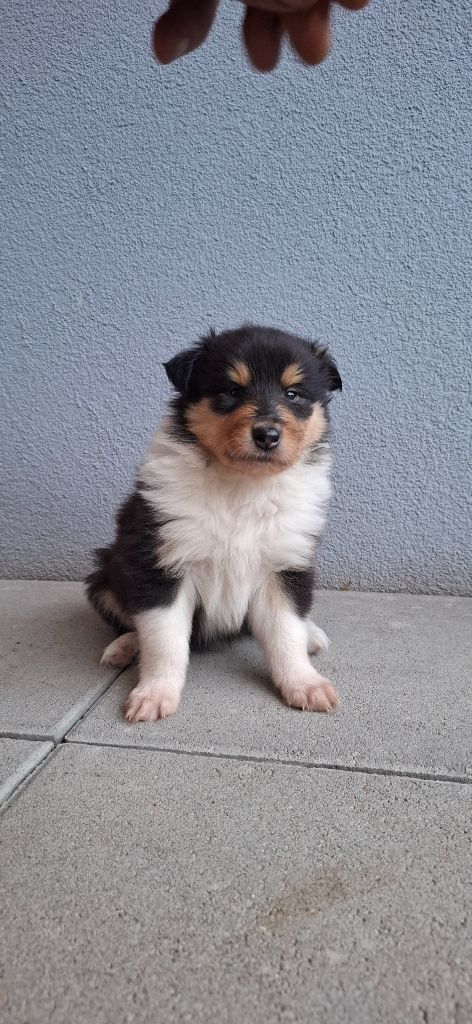 Des Legendes D'Alsace - Chiots disponibles - Colley à poil long
