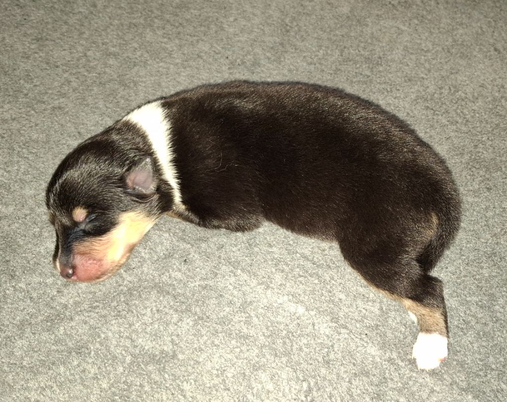 Des Legendes D'Alsace - Chiots disponibles - Colley à poil long