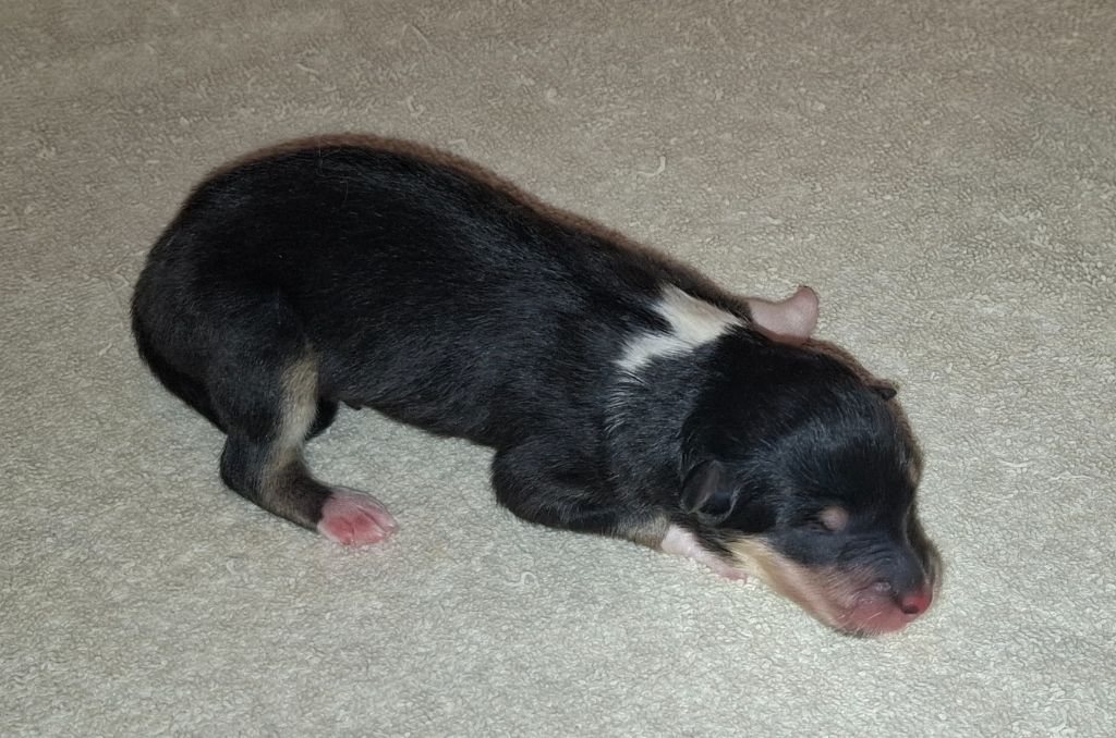 Des Legendes D'Alsace - Chiots disponibles - Colley à poil long