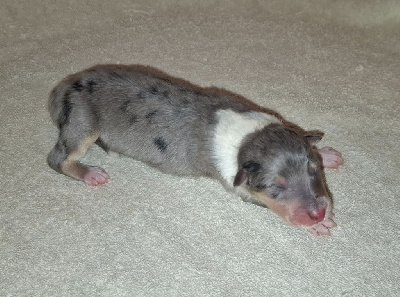 Male bleu