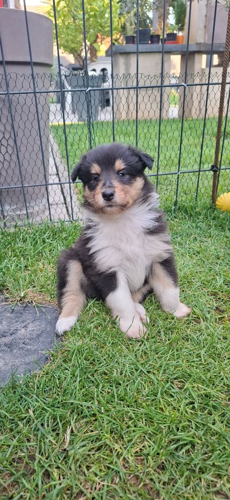 Des Legendes D'Alsace - Chiots disponibles - Colley à poil long