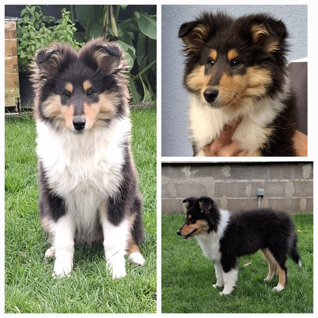 Des Legendes D'Alsace - Chiots disponibles - Colley à poil long