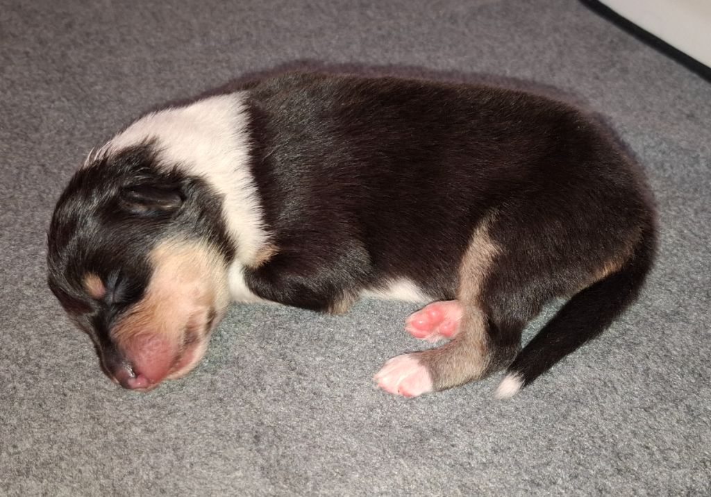 Des Legendes D'Alsace - Chiots disponibles - Colley à poil long