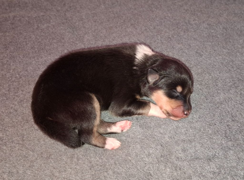 Des Legendes D'Alsace - Chiots disponibles - Colley à poil long